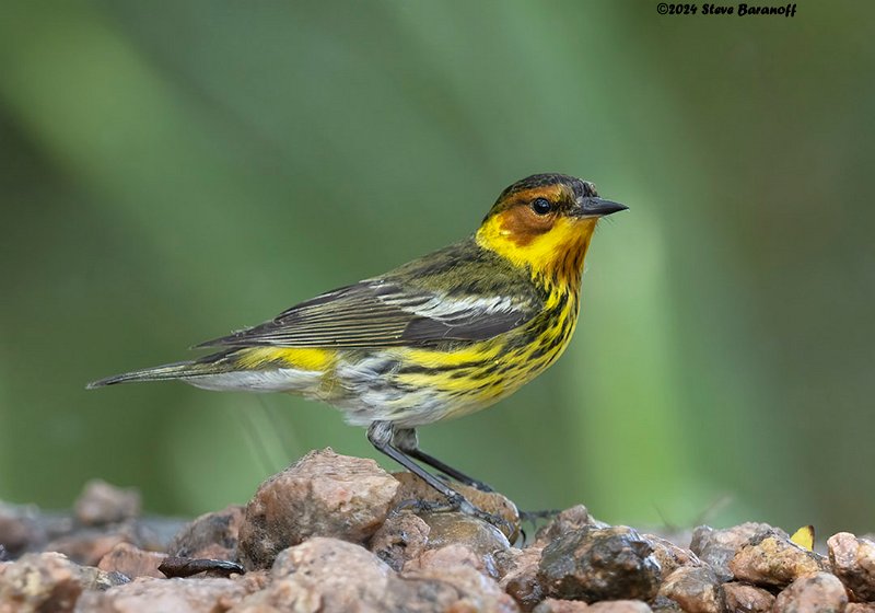 _B249113 cape may warbler.jpg